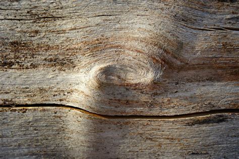 Fotos Gratis Rbol Naturaleza Rock Rama Estructura Planta Grano