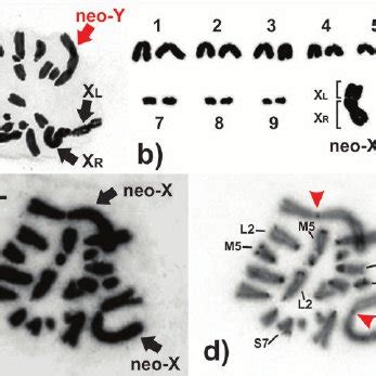 Schematic View Of The Origin Of Neo Sex Chromosomes In Boliviacris