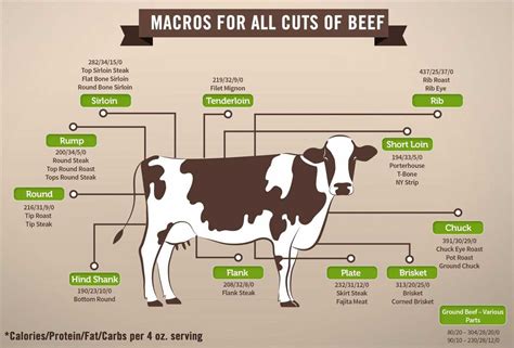 Understanding The Anatomy Of Cow Meat A Comprehensive Diagram