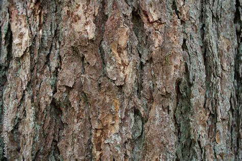 Baum Rinde Im Detail Kiefer Oder Eiche Stock Photo Adobe Stock