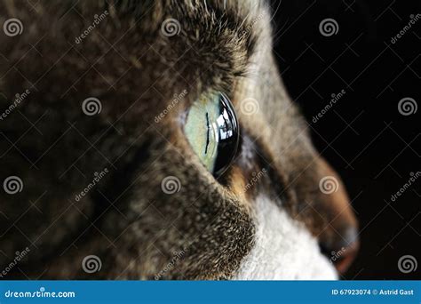 A Cat S Eye From The Side Stock Photo Image Of Large 67923074