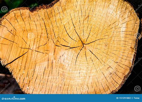 Tree trunk cross section i stock photo. Image of logs - 151291882