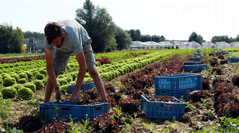 Tout savoir sur le métier de maraîcher Blog Serresvaldeloire