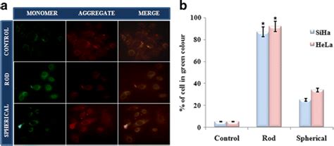 Mitochondrial Membrane Potential Mmp Analysis By Jc 1 Staining A