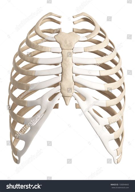 13,847 Rib Cage Anatomy Images, Stock Photos, 3D objects, & Vectors ...