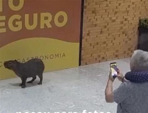 V Deo Capivara Flagrada Passeando Pelo Aeroporto De Florian Polis