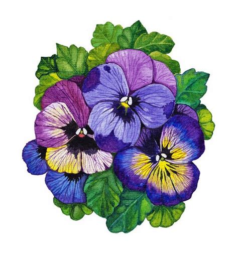 Pansy Flowers In Watercolor Oirabot Pansies Art Flower Painting