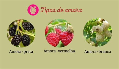 8 Benefícios Da Amora Receitas Maravilhosa