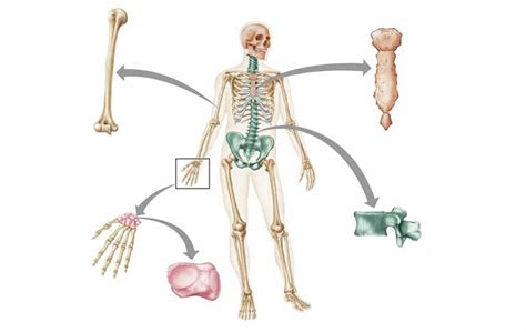 Bộ Xương Người Có Mấy Phần, Cấu Tạo Và Chức Năng Cụ Thể