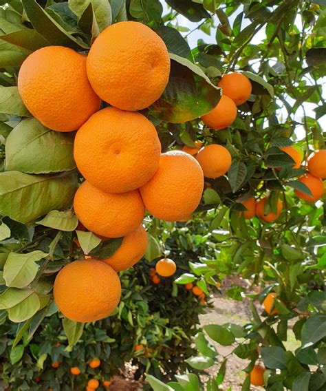 Early Sicily C1867 Seedless Mandarin Fruit Tree Variety Anfic