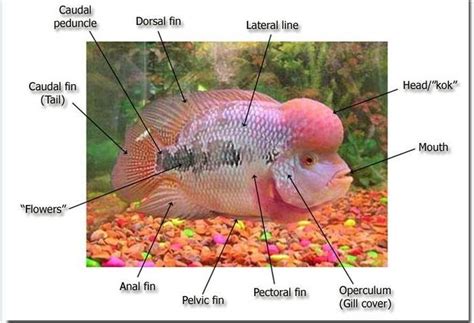 Az Koi Anatomy Of A Flowerhorn