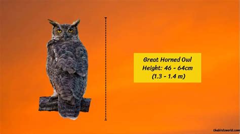 Great Horned Owl Size: How Big Are They Compared To Others?