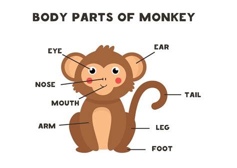 partes del cuerpo del mono esquema para niños 2171816 Vector en Vecteezy