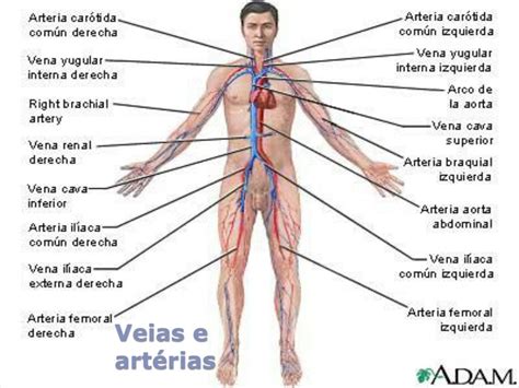 PPT Sistema Cardiovascular Humano PowerPoint Presentation Free