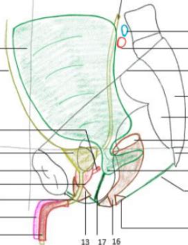 Appareil génito urinaire pelvis Diagram Quizlet