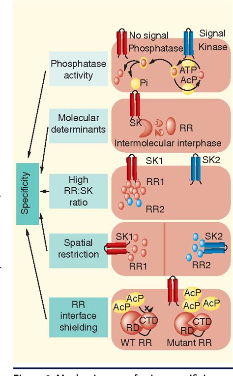 Figure 2 From Cross Talk And Specificity In Two Component Signal