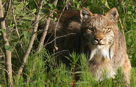 Faune Et Flore Du Pays Le Lynx Du Canada