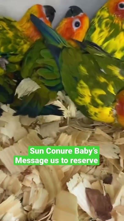 Sun Conure Babys Available Babybird Conure Conuresofinstagram