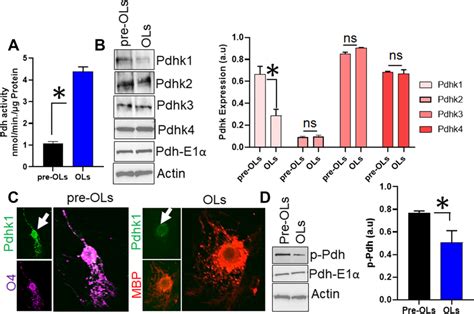 Pdh activity increases through Pdh kinase modulation during pre-OL... | Download Scientific Diagram