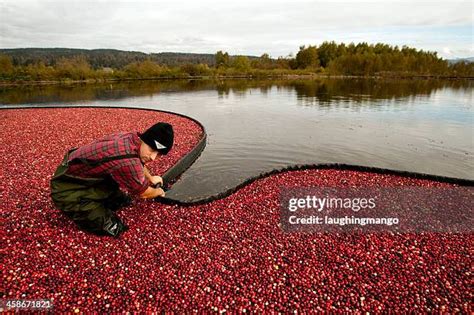 Cranberry Farmer Photos Et Images De Collection Getty Images