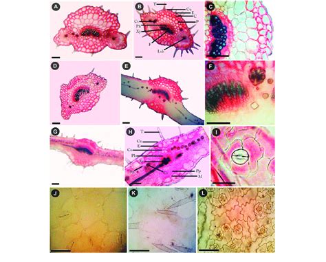 Cross-sections of petiole and leaf: (A) petiole outline in Viola ...