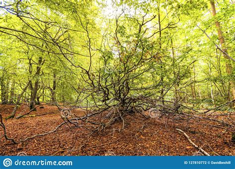 Fore Wood Nature Reserve Crowhurst East Sussex England Stock Photo