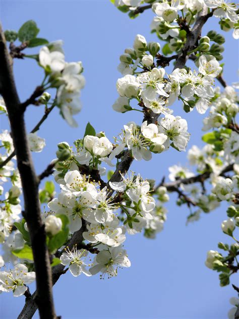 Kostenlose Foto Baum Ast Bl Hen Wei Frucht Blume Lebensmittel