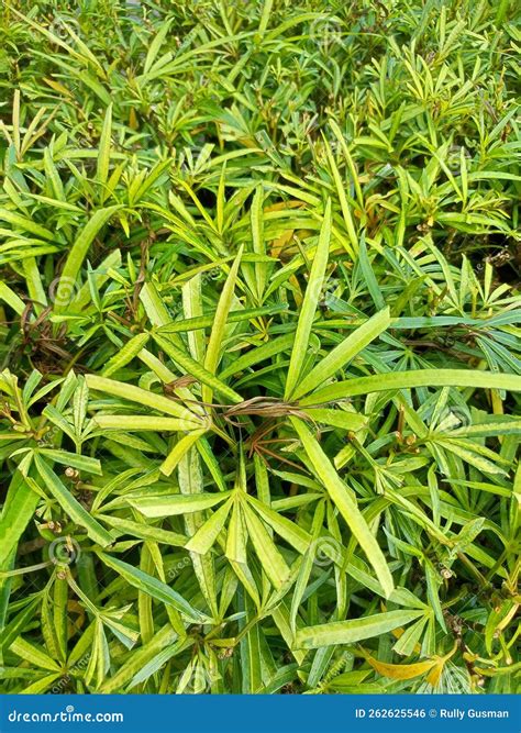 Long-leaved Plants are Dark Green and Light Green Stock Photo - Image