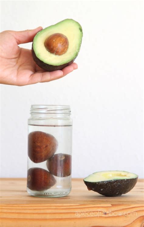 How To Grow Avocado From Seed Easy Ways A Piece Of Rainbow