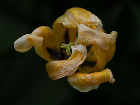 Aging In Place Macro Close Up Critiques Nature Photographers Network