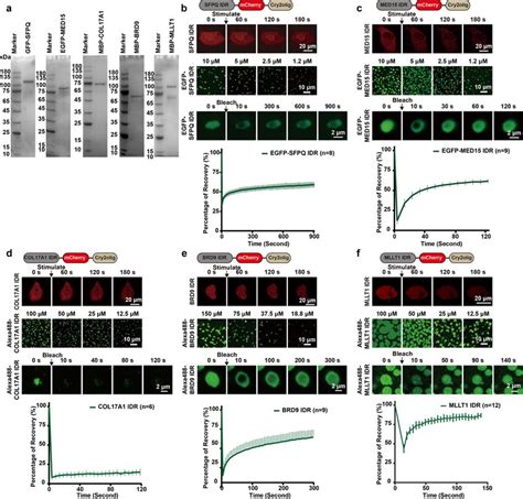 PS Proteins Drive Phase Separation In Cellulo And In Vitro A SDS PAGE