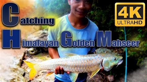 Himalayan Golden Mahseer Fishing Fishing In Nepal How To Catch