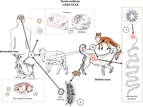 Taeniasis Life Cycle