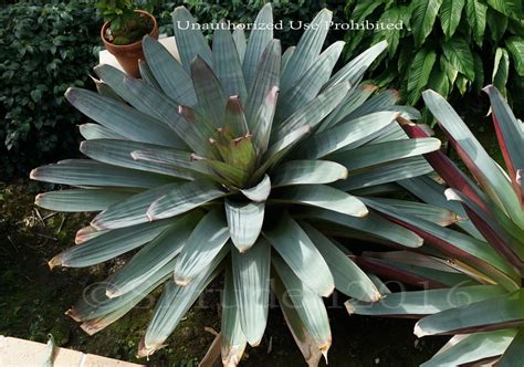 Plantfiles Pictures Alcantarea Bromeliad Species Imperial Bromeliad