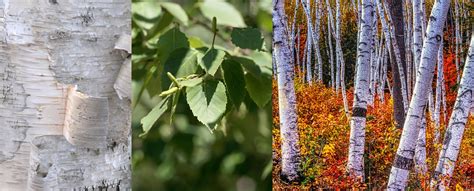 Species Spotlight Betula Papyrifera Paper Birch Edge Of The Woods