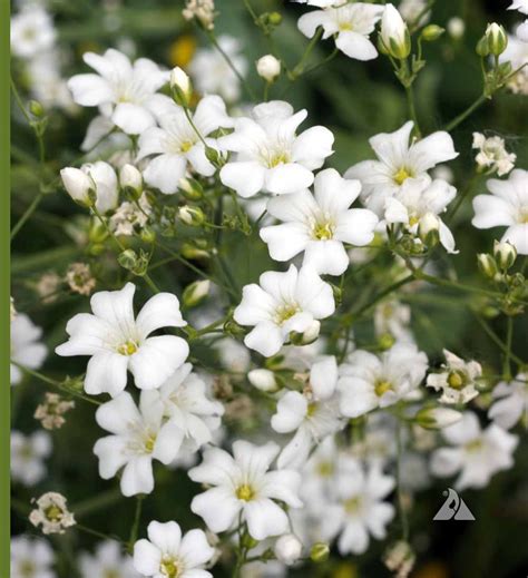 Annual Babys Breath Gypsophila Elegans Applewood Seed Company