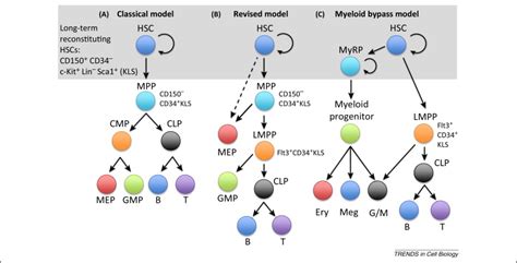 Primed And Ready Understanding Lineage Commitment Through Single Cell