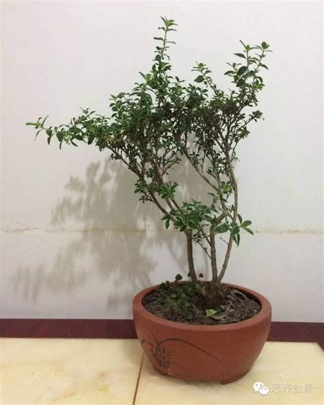 图解 三杆金边六月雪盆景怎么蟠扎的方法 Penjing8