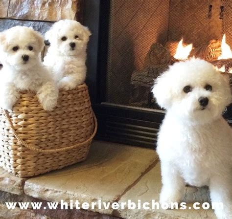 White River Bichons Arkansas Akc Bichon Frise Puppies For Sale