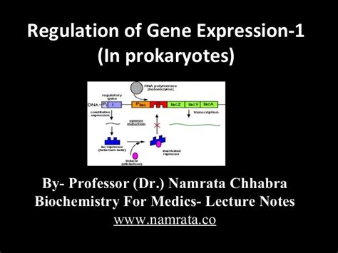 Gene expression in prokaryotes