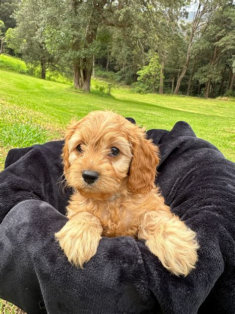 misty range farm mini groodles responsible breeder   south wales
