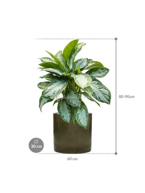 Plantenwinkel Nl Plant In Pot Aglaonema Silver Bay 80 Cm Kamerplant In