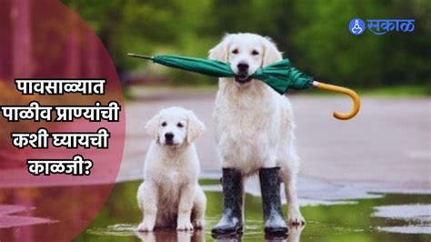 Monsoon Pet Care पावसाळ्यात पाळीव प्राण्यांची अशी घ्या काळजी जाणून