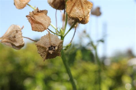 Plantes Fleur Bourgeons Photo Gratuite Sur Pixabay Pixabay