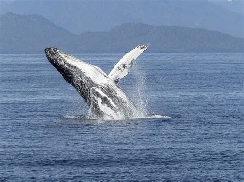 Disfruta La Temporada De Ballenas En Baja California Sur