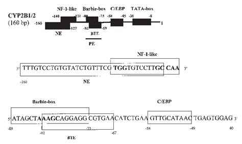 Structure Of Proximal Promoter Region In Rat Cyp2b12 Gene Download Scientific Diagram