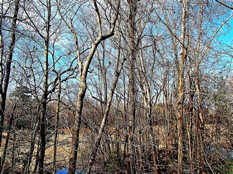 The Edge Of The Forest Timmerman Trail Cayce Flickr