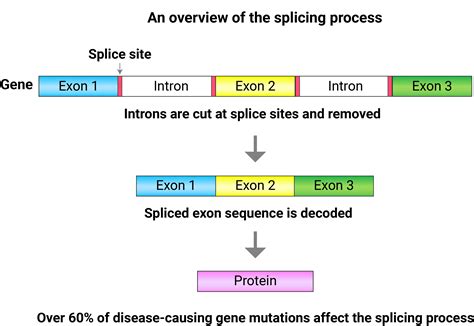 SS Algorithm Genome International Corporation