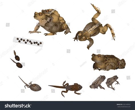 American Toad Life Cycle