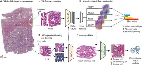 Interpretable Deep Learning Model To Predict The Molecular